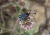 Zygaena lavandulae Zygaena lavandulae