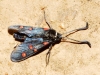 Zygaena lavandulae Zygaena lavandulae