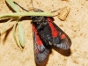 Zygaena lavandulae Zygaena lavandulae