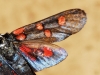 Zygaena lavandulae Zygaena lavandulae