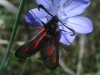 Zygaena nevadensis Zygaena nevadensis