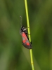 Zygaena nevadensis Zygaena nevadensis
