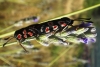 Zygaena occitanica Zygaena occitanica