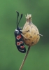 Zygaena occitanica Zygaena occitanica