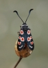 Zygaena occitanica Zygaena occitanica