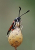 Zygaena occitanica Zygaena occitanica