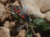 Zygaena rhadamanthus Zygaena rhadamanthus