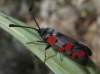 Zygaena rhadamanthus Zygaena rhadamanthus