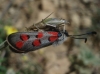Zygaena rhadamanthus Zygaena rhadamanthus