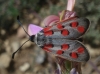 Zygaena rhadamanthus Zygaena rhadamanthus