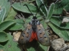 Zygaena rhadamanthus Zygaena rhadamanthus