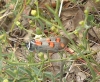 Zygaena rhadamanthus Zygaena rhadamanthus