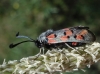 Zygaena rhadamanthus Zygaena rhadamanthus