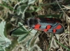 Zygaena rhadamanthus Zygaena rhadamanthus