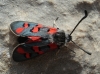 Zygaena rhadamanthus Zygaena rhadamanthus