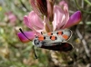 Zygaena rhadamanthus Zygaena rhadamanthus