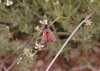 Zygaena rhadamanthus Zygaena rhadamanthus