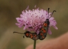 Zygaena rhadamanthus Zygaena rhadamanthus