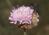 Zygaena rhadamanthus Zygaena rhadamanthus
