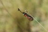 Zygaena rhadamanthus Zygaena rhadamanthus