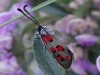 Zygaena rhadamanthus Zygaena rhadamanthus