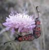 Zygaena rhadamanthus Zygaena rhadamanthus