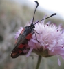 Zygaena rhadamanthus Zygaena rhadamanthus