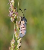 Zygaena rhadamanthus Zygaena rhadamanthus