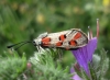Zygaena rhadamanthus Zygaena rhadamanthus