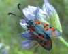 Zygaena rhadamanthus Zygaena rhadamanthus