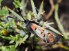 Zygaena rhadamanthus Zygaena rhadamanthus