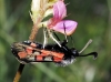 Zygaena rhadamanthus Zygaena rhadamanthus