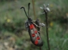 Zygaena rhadamanthus Zygaena rhadamanthus