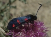 Zygaena sp. Zygaena sp.