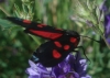 Zygaena sp. Zygaena sp.