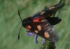 Zygaena sp. Zygaena sp.