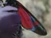 Zygaena sp. Zygaena sp.