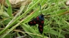 Zygaena sp. Zygaena sp.