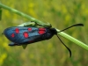 Zygaena sp. Zygaena sp.