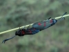 Zygaena sp. Zygaena sp.