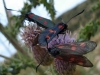Zygaena sp. Zygaena sp.