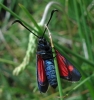 Zygaena sp. Zygaena sp.