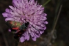 Zygaena sp. Zygaena sp.