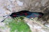 Zygaena sp. Zygaena sp.