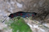 Zygaena sp. Zygaena sp.