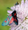 Zygaena sp. Zygaena sp.