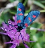Zygaena sp. Zygaena sp.