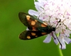 Zygaena sp. Zygaena sp.