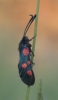 Zygaena sp. Zygaena sp.