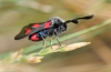 Zygaena sp. Zygaena sp.